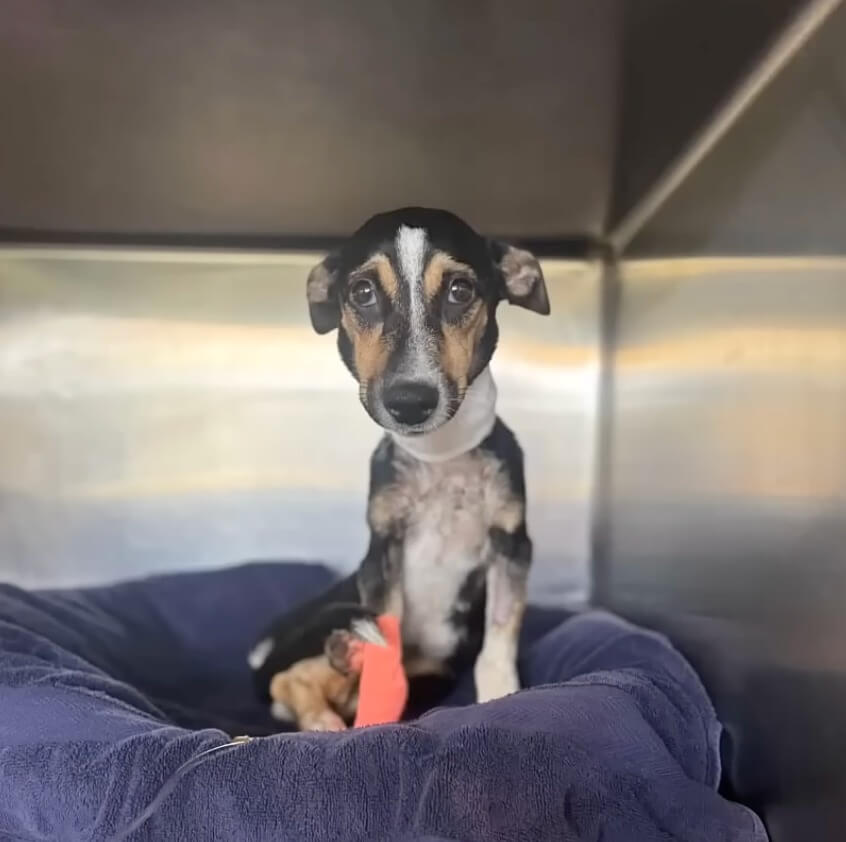 Khaleesi still battling