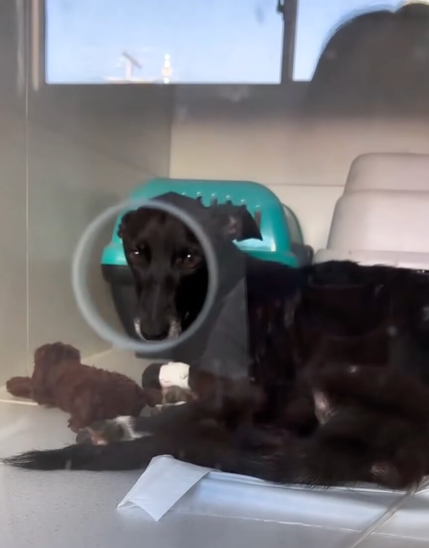 Lisa in the vet clinic