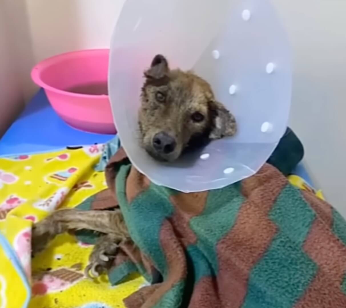 Maddie at the vet clinic