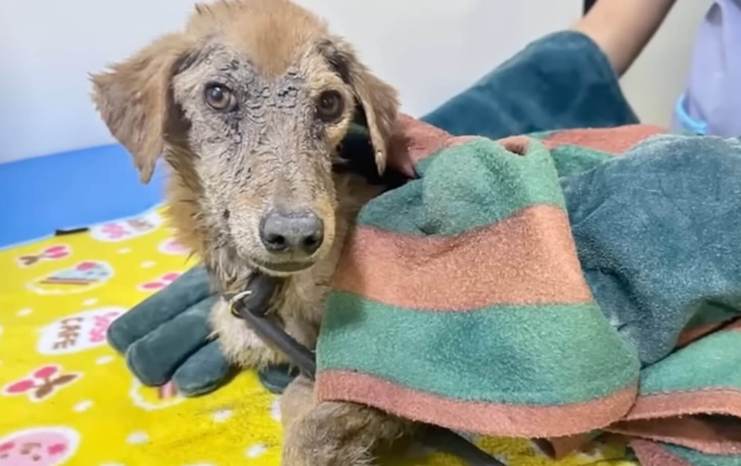 Maddie getting her treatments done