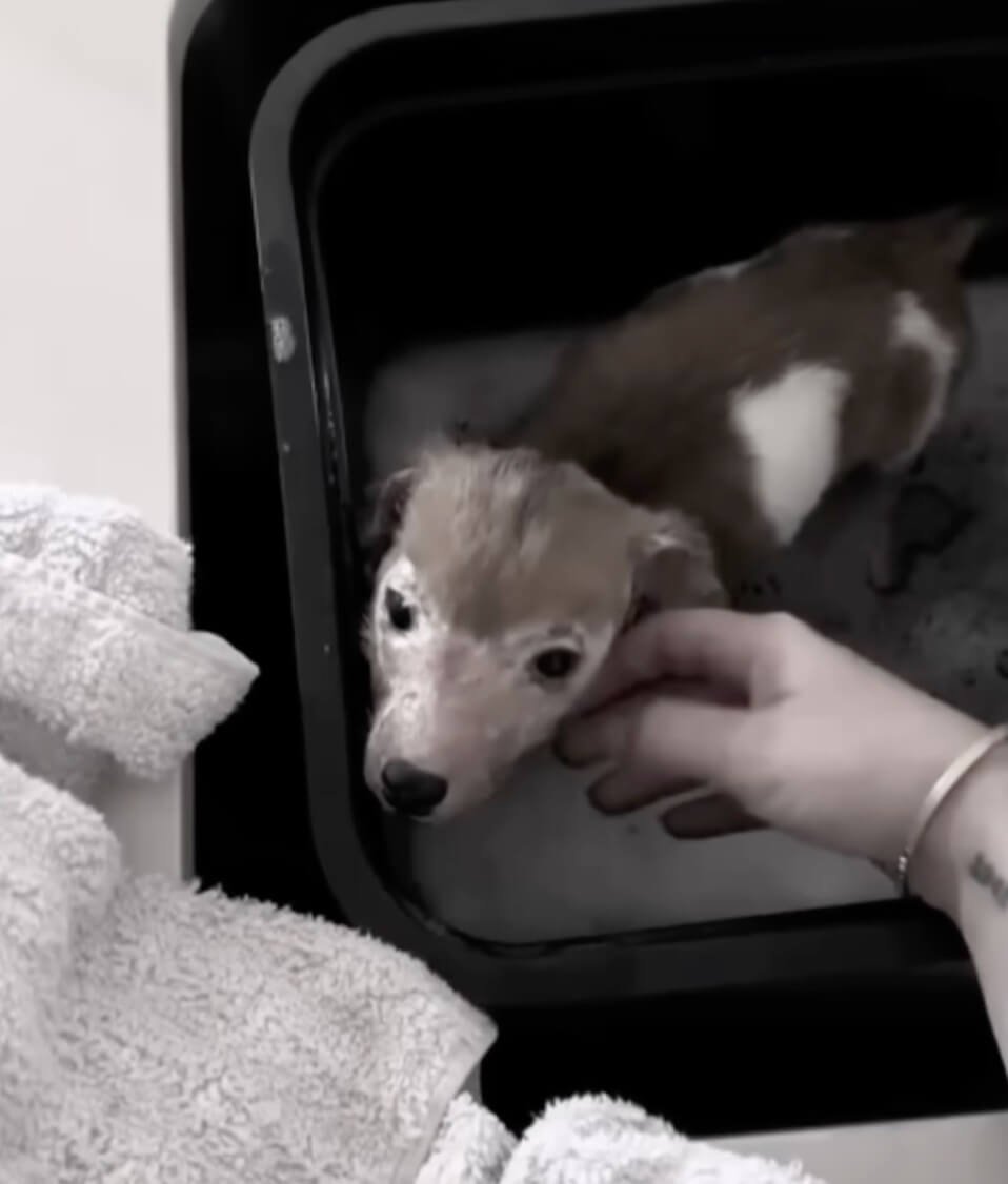 Madison at the shelter for Willie