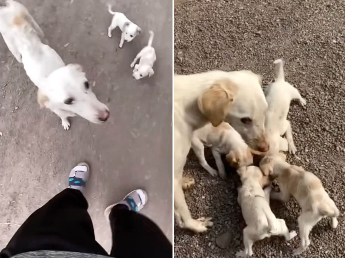 Mama dogs rescue story 