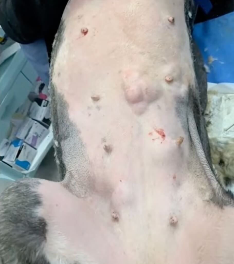 Marin had wounds and tumors