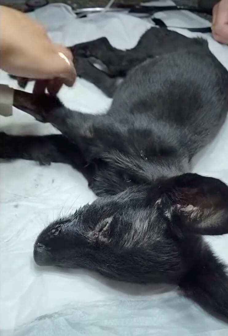 Milagre at the vet clinic