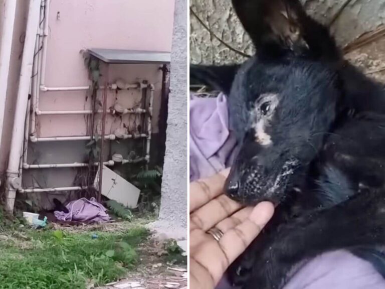 Milagre rescue story