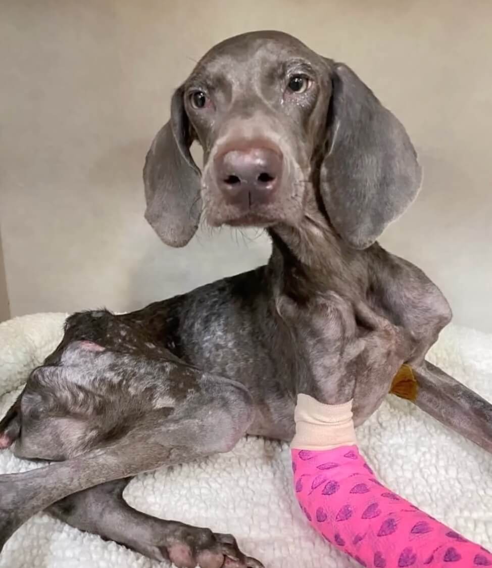 Opie at the vet clinic