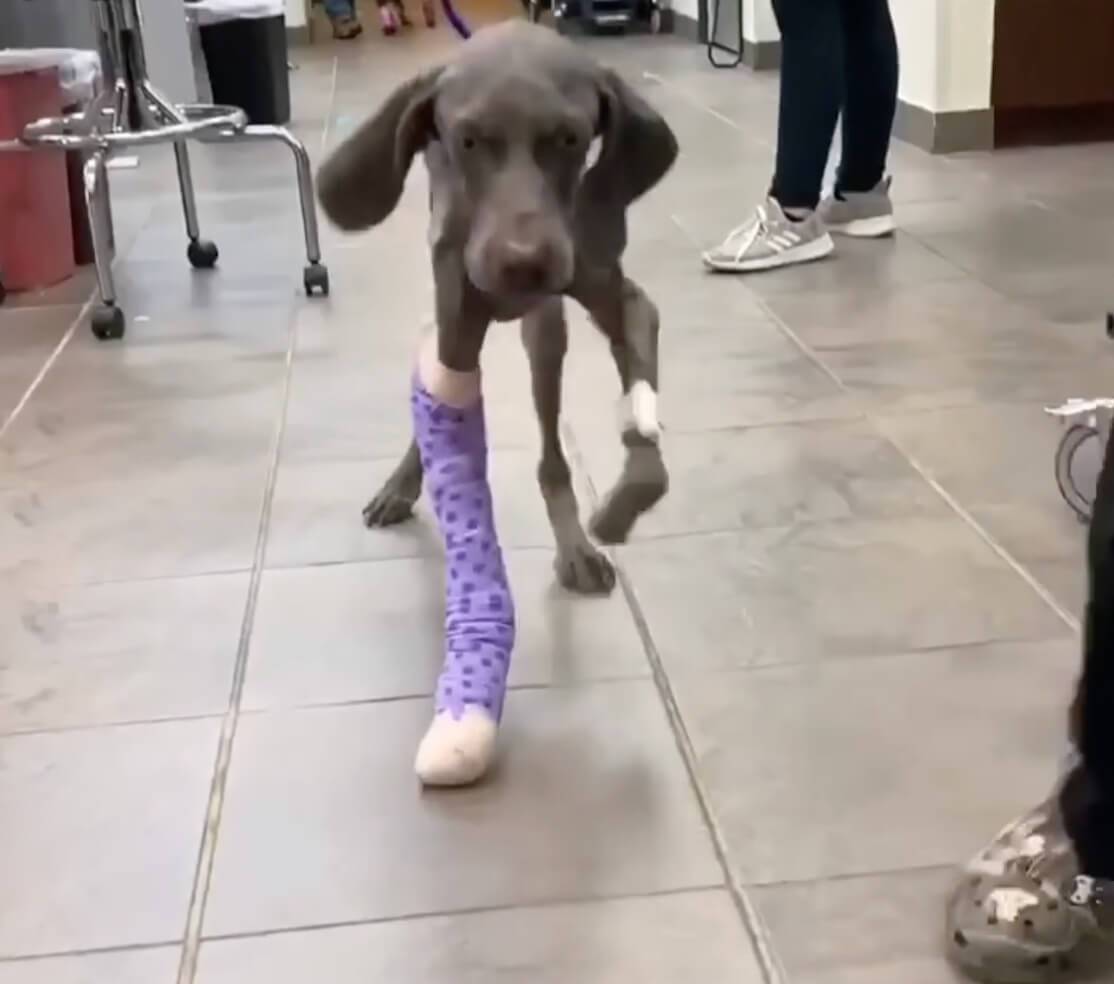 Opie learning to walk