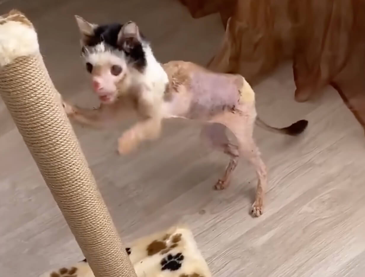 Phoenix initial condition