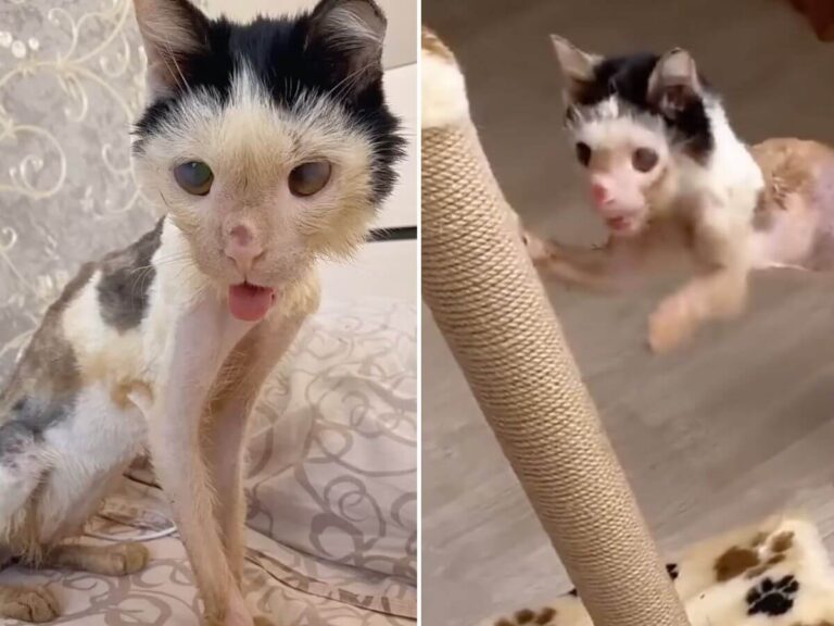 Phoenix rescue story