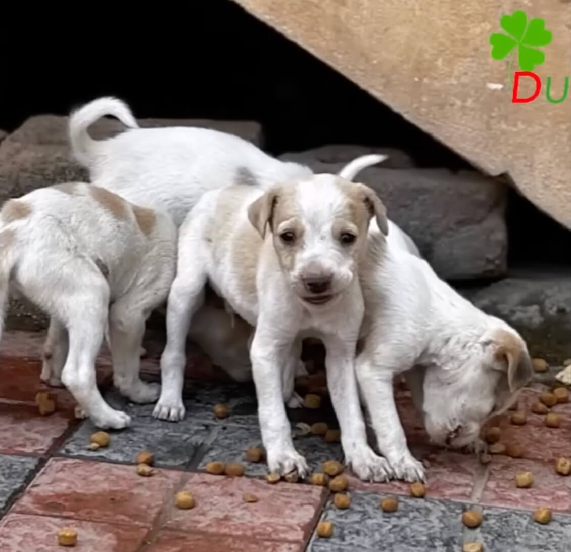 Puppies are thriving today