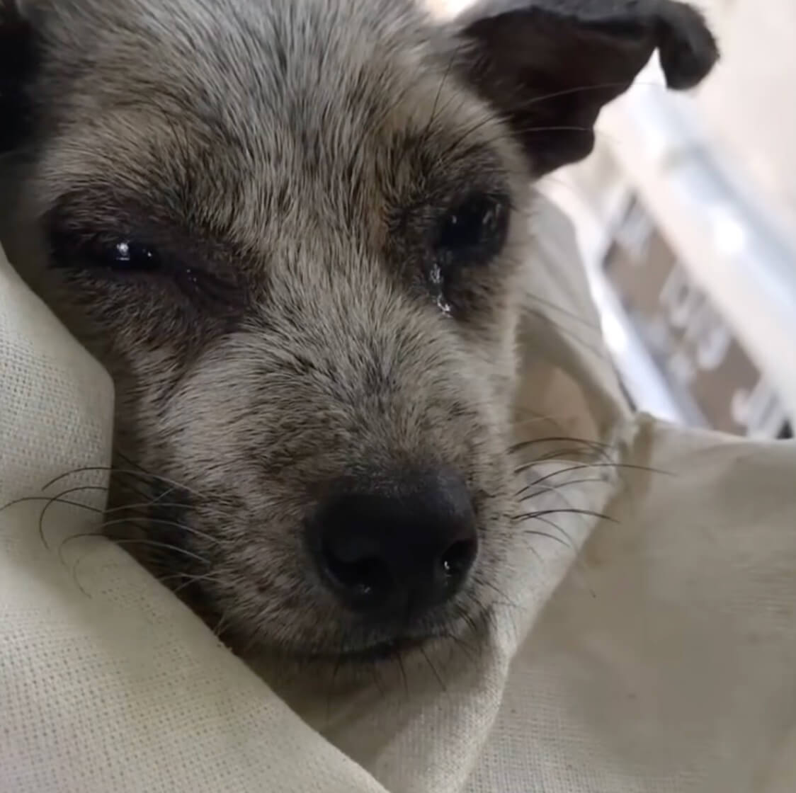 Rescuer taking her to the vet clinic