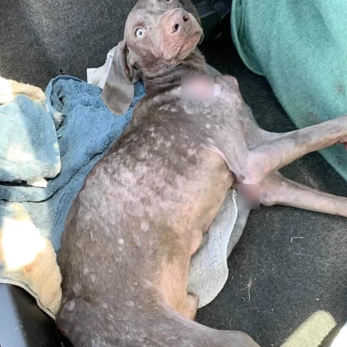 How Opie was found | Rescue credit: ThisIsHouston Rescue