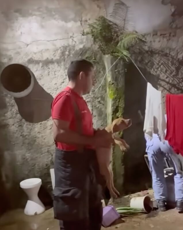 Rescuers rescuing dogs