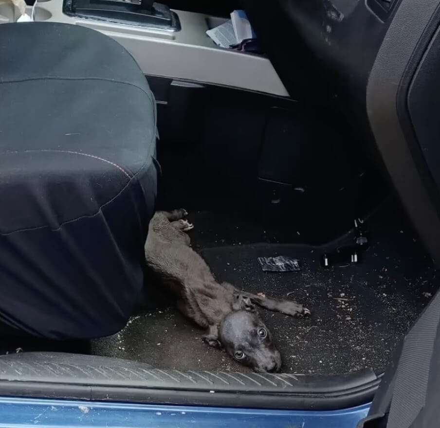 Rescuers taking Ember home