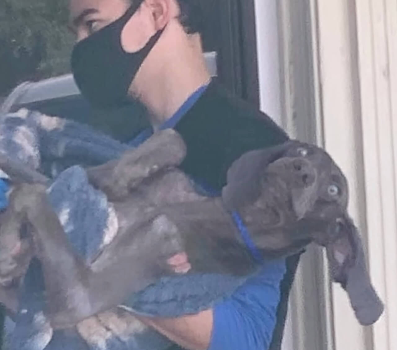 Rescuers taking Opie to the vet clinic