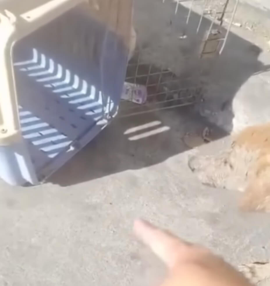 Rescuers trying to take her to the clinic