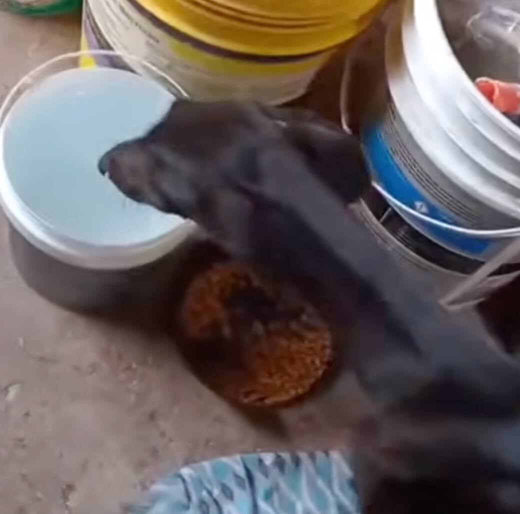 Rescuer gave him food and water