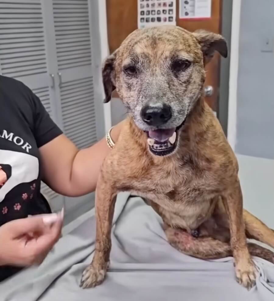 Risas at the vet clinc