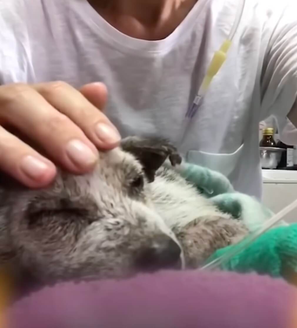 Sadie at the vet clinic