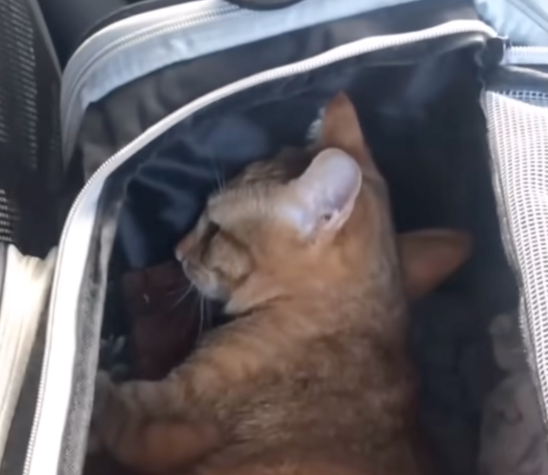He was just a tiny orange cat