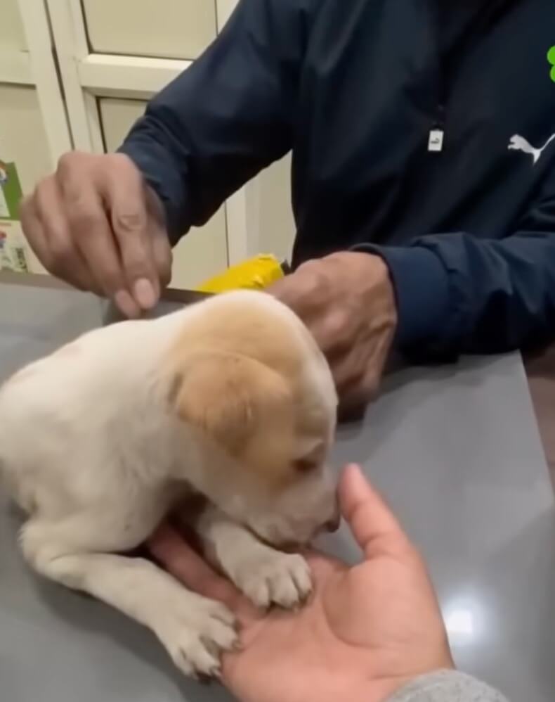 She and her puppies getting their treatment