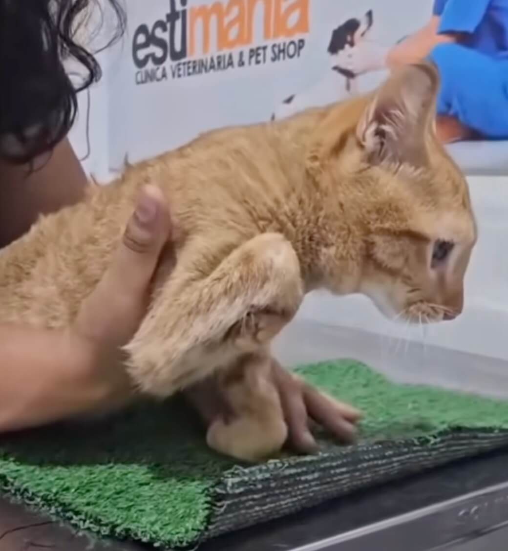 Simba at the vet clinic