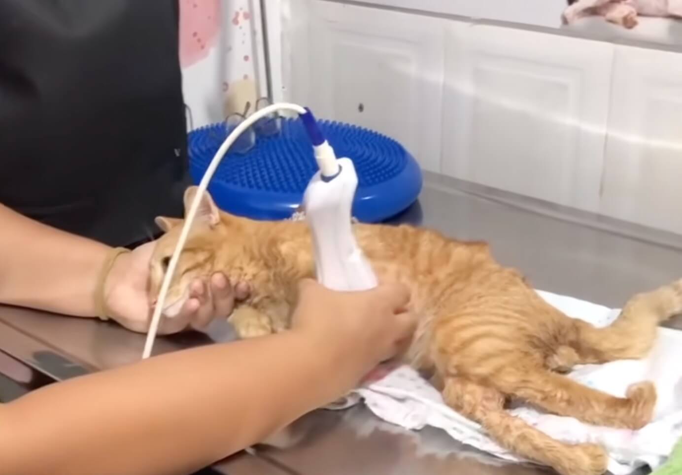 Simba getting the required treatment