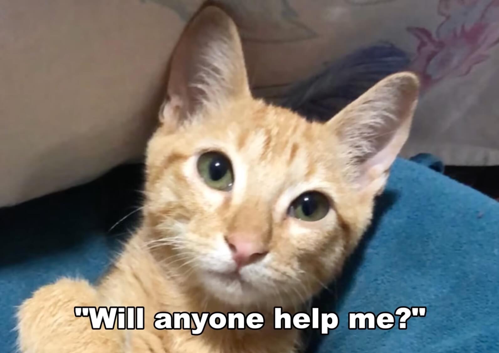 Simba's condition initially