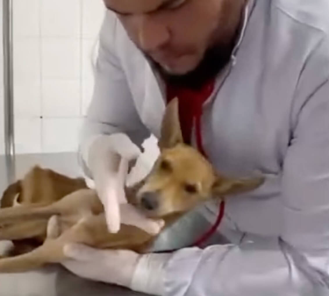 Thai at the vet clinic