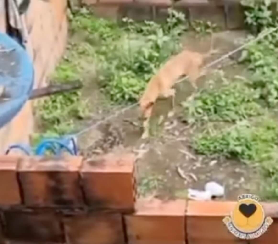 Where Thai was found