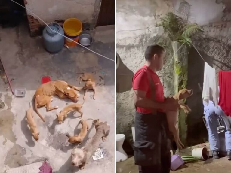 dog family rescue story