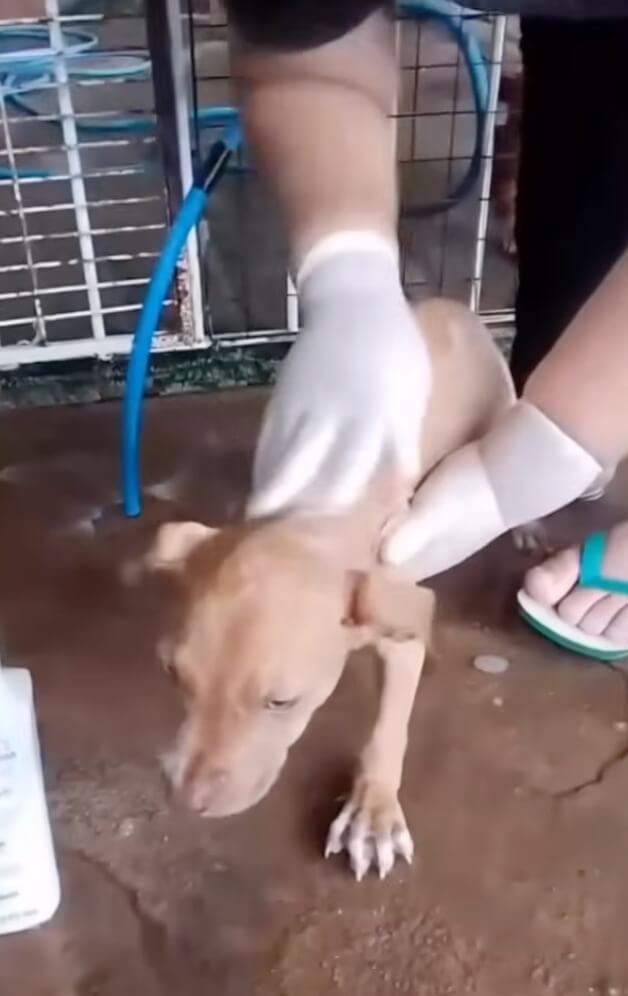 dogs getting their treatment done