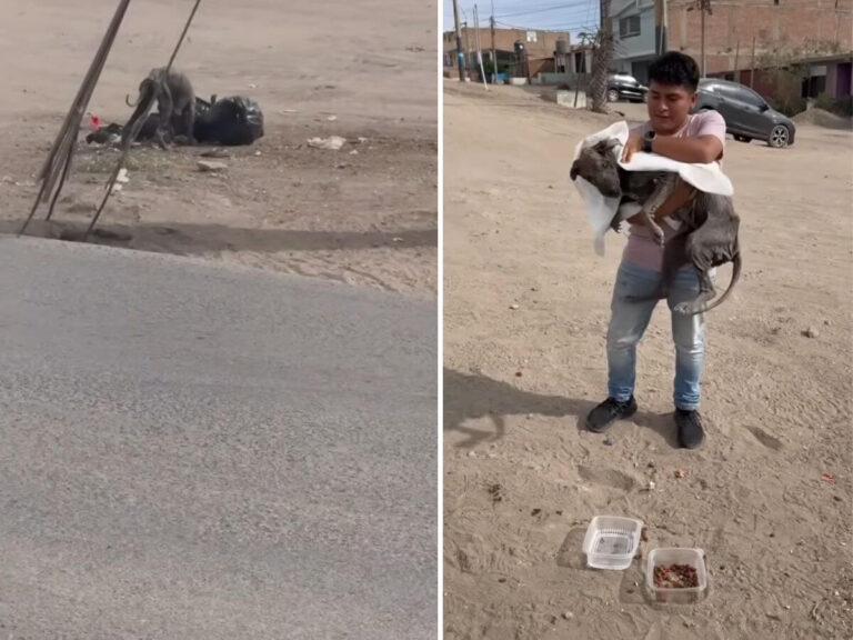 elderly stray dog rescue story