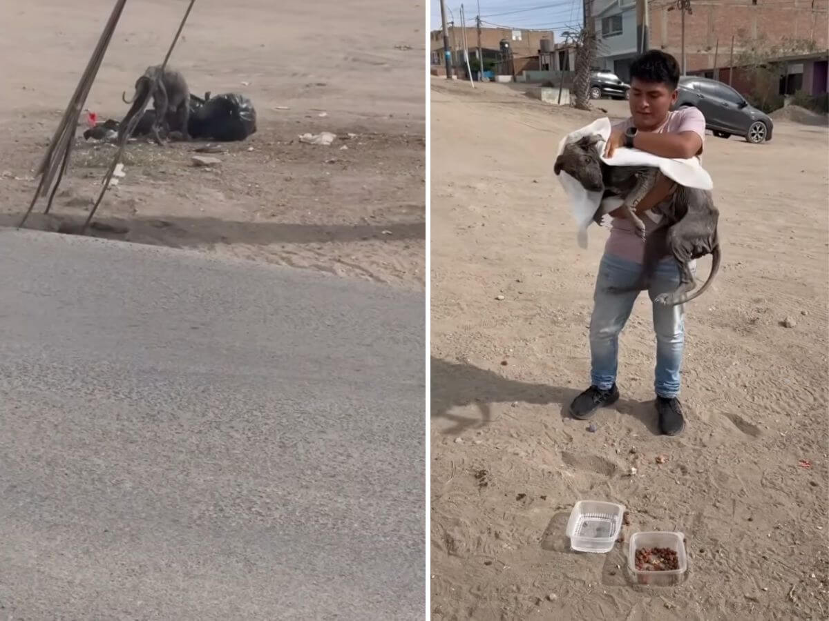 elderly stray dog rescue story