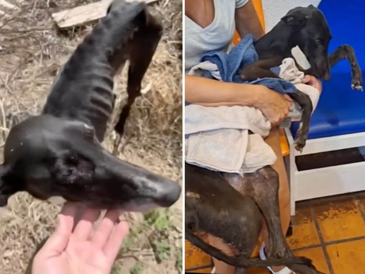 three legged dog rescue story