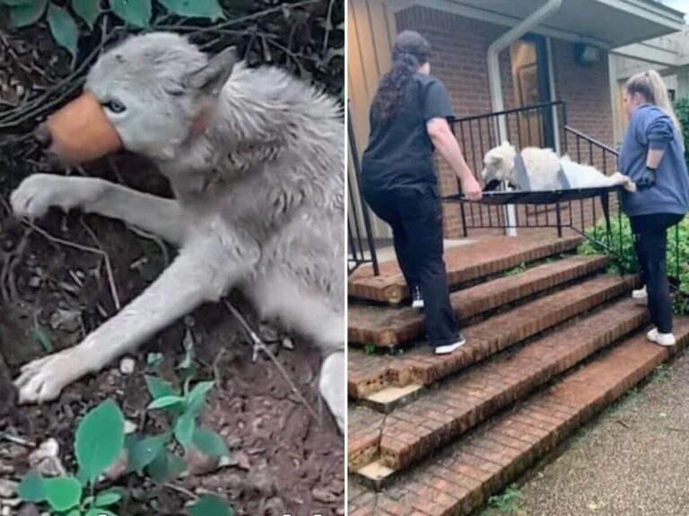 Angel rescue story
