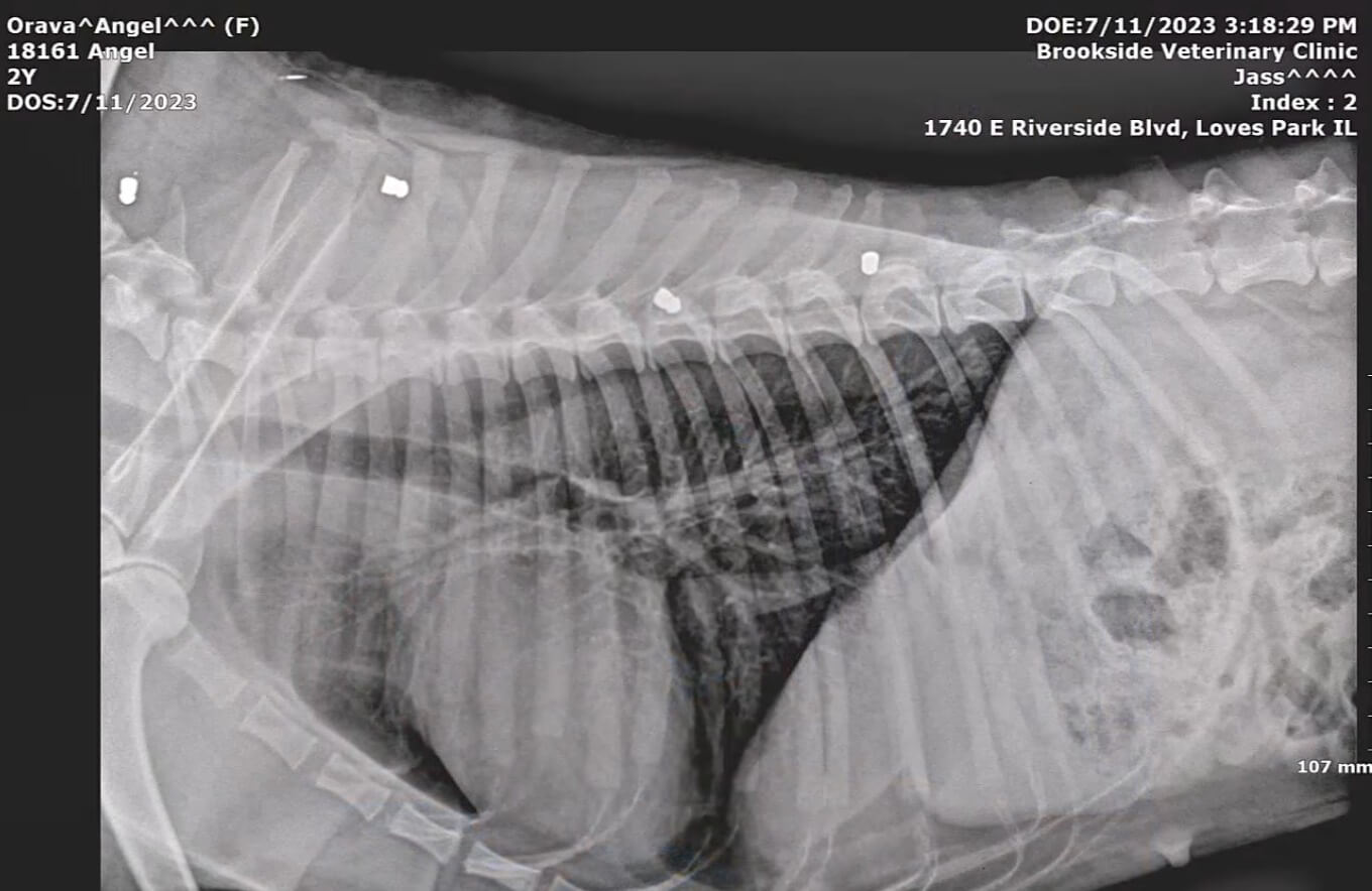 Angel's X-ray report