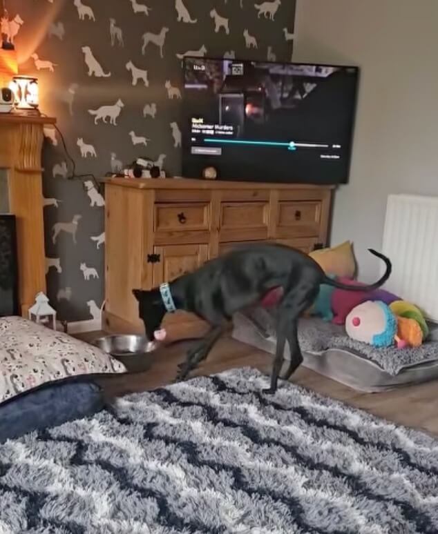Cesar in his forever home