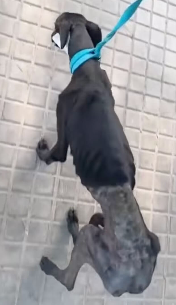 Cesar recovering