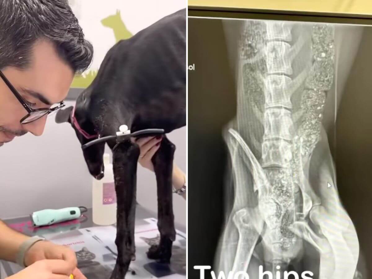 Cesar rescue story