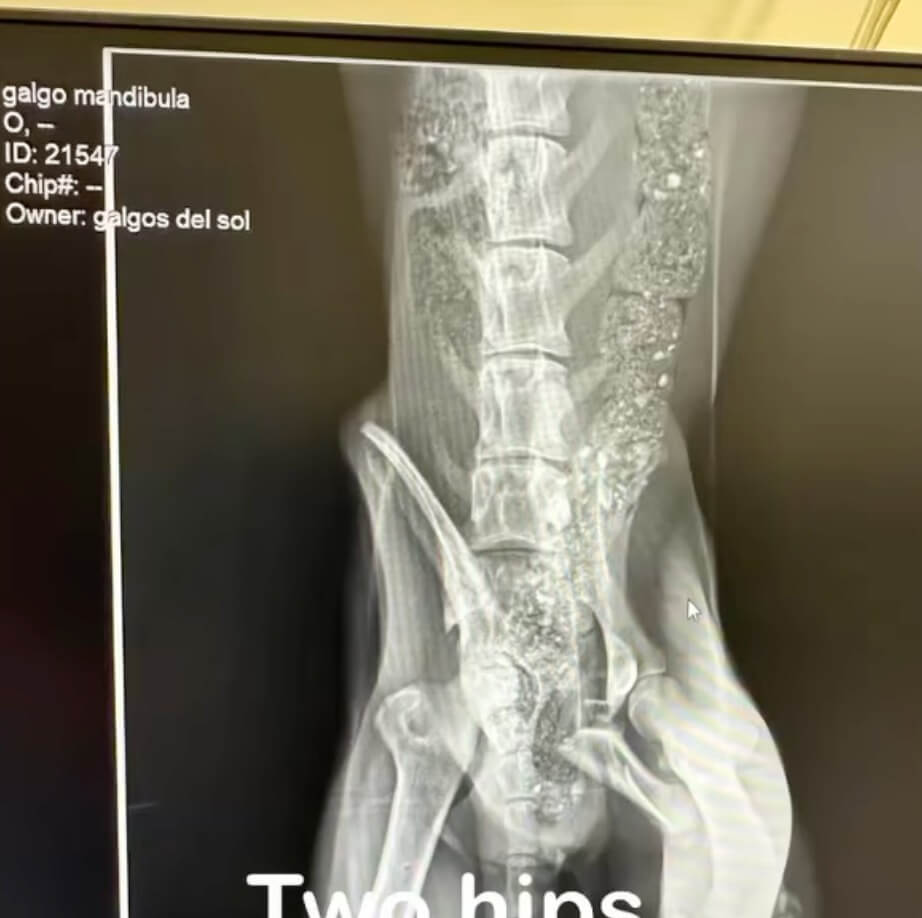 Cesar's X-ray report