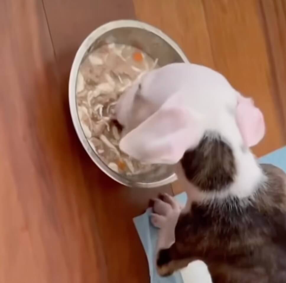 Chiquitin eating