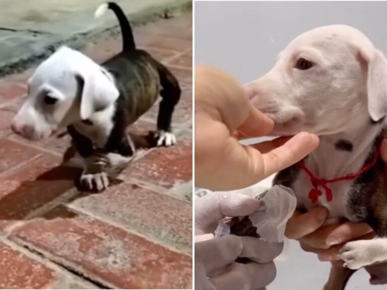 Chiquitin rescue story