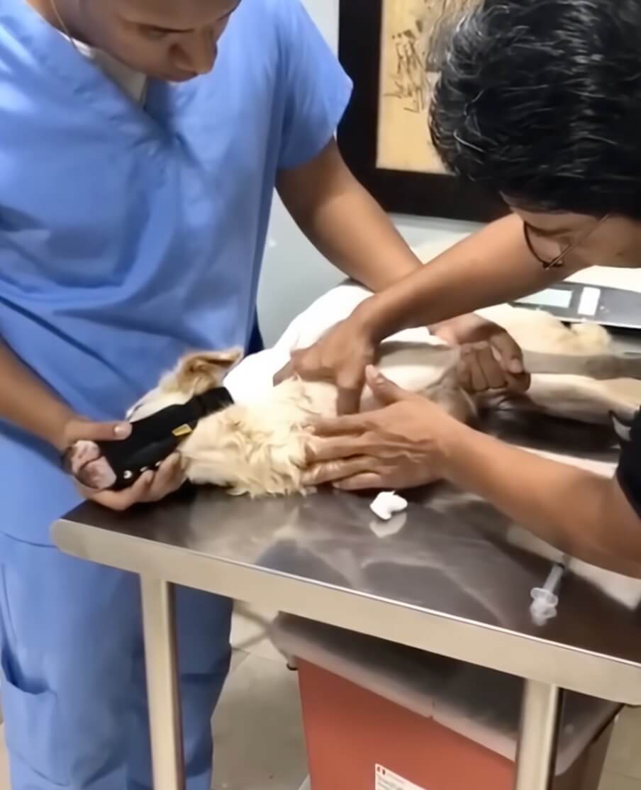 Cita at the vet clinic