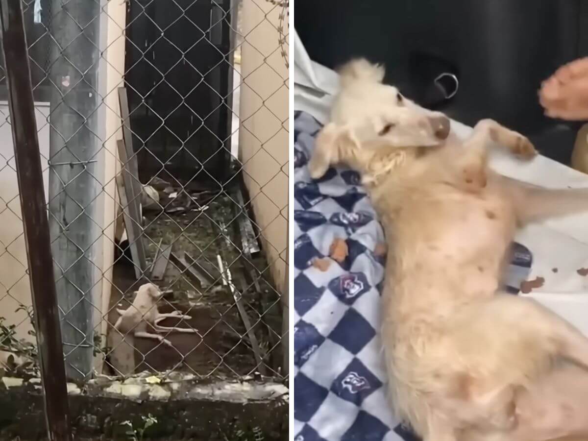Cita rescue story