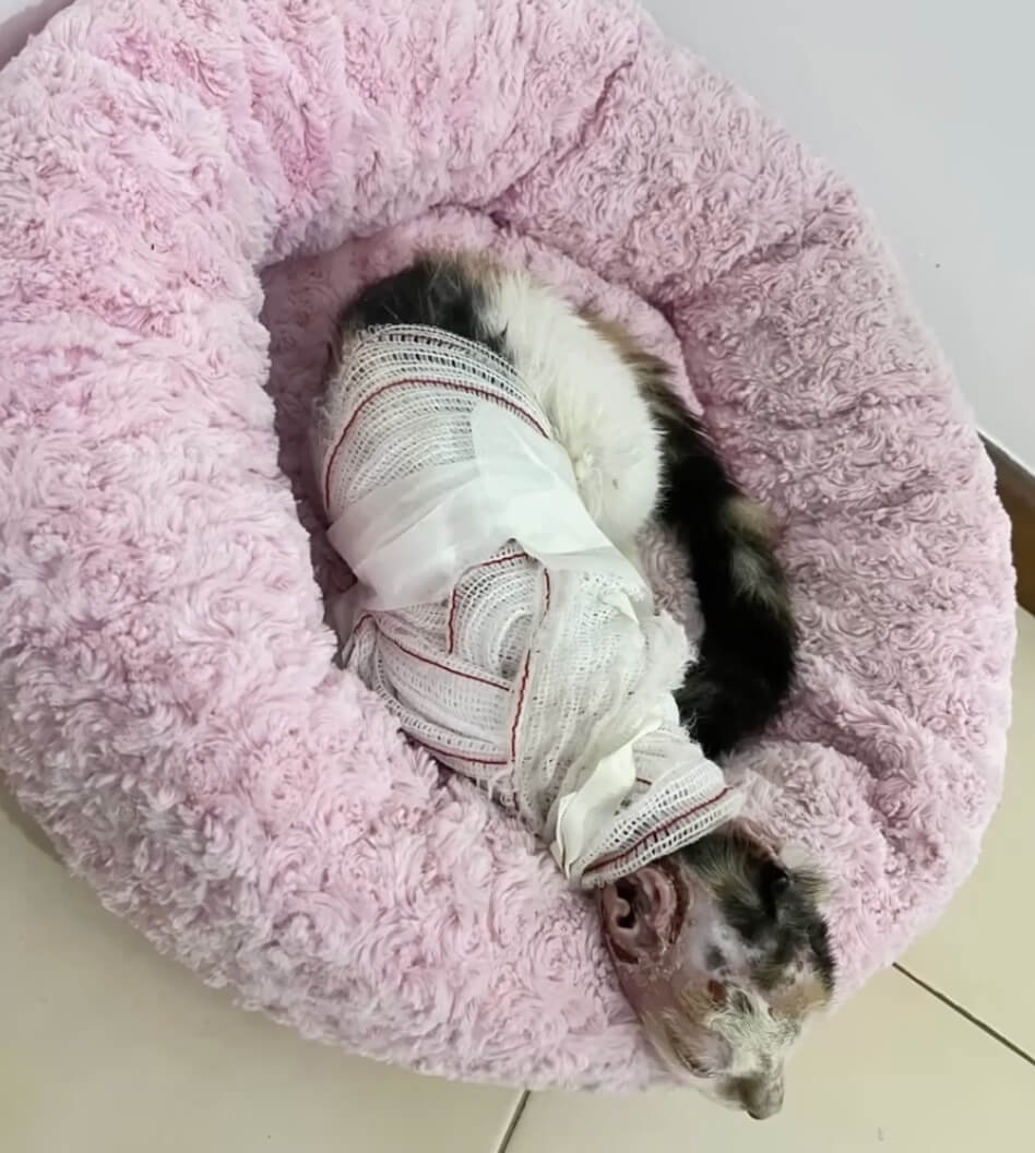 Cloe after her treatment