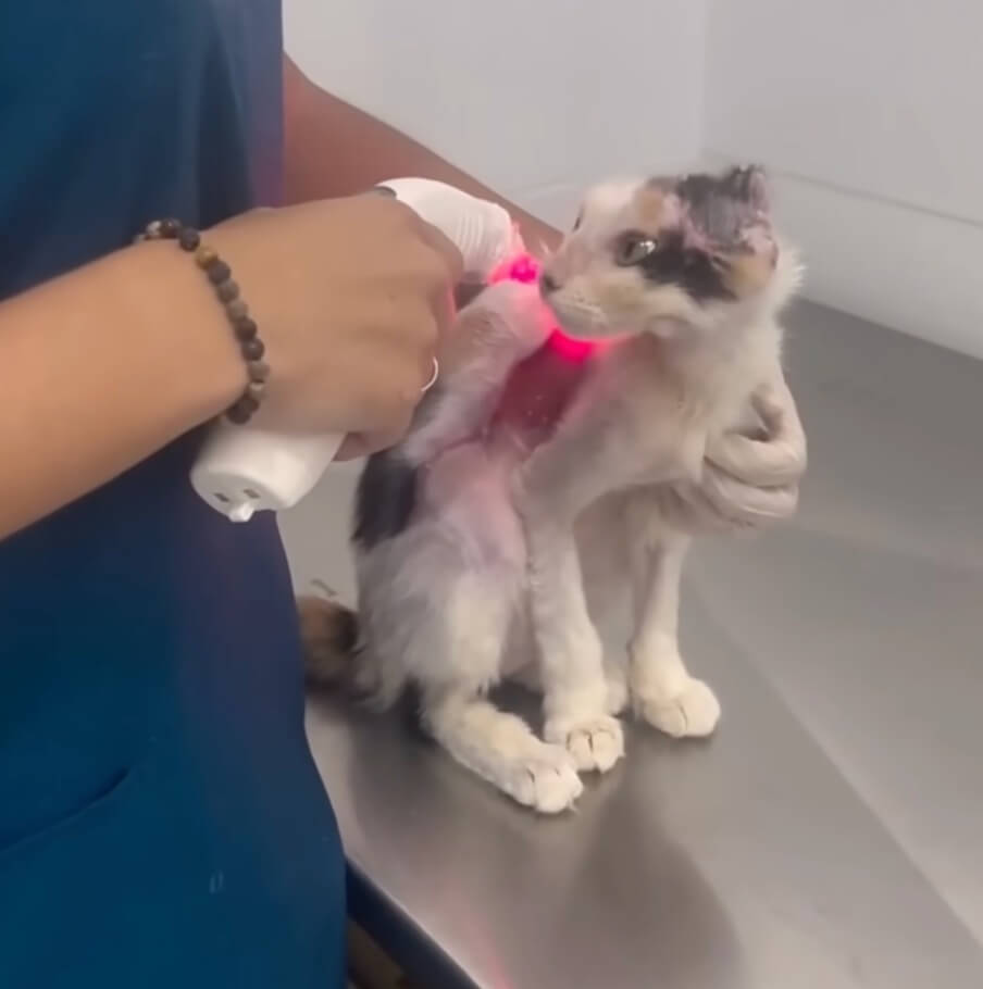 Cloe at the vet clinic