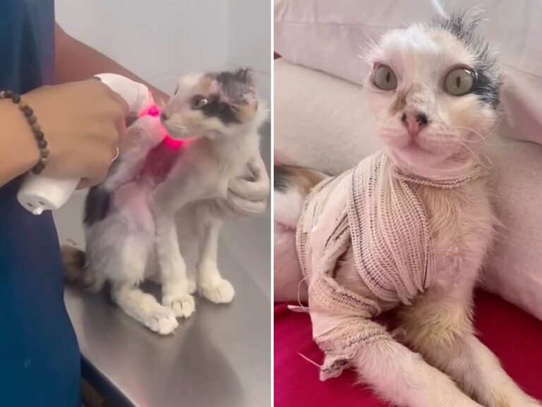 Cloe rescue story