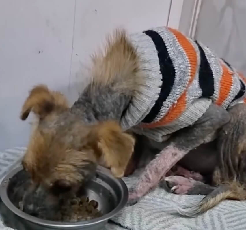 Dotty eating