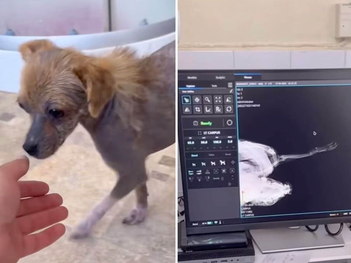 Dotty rescue story